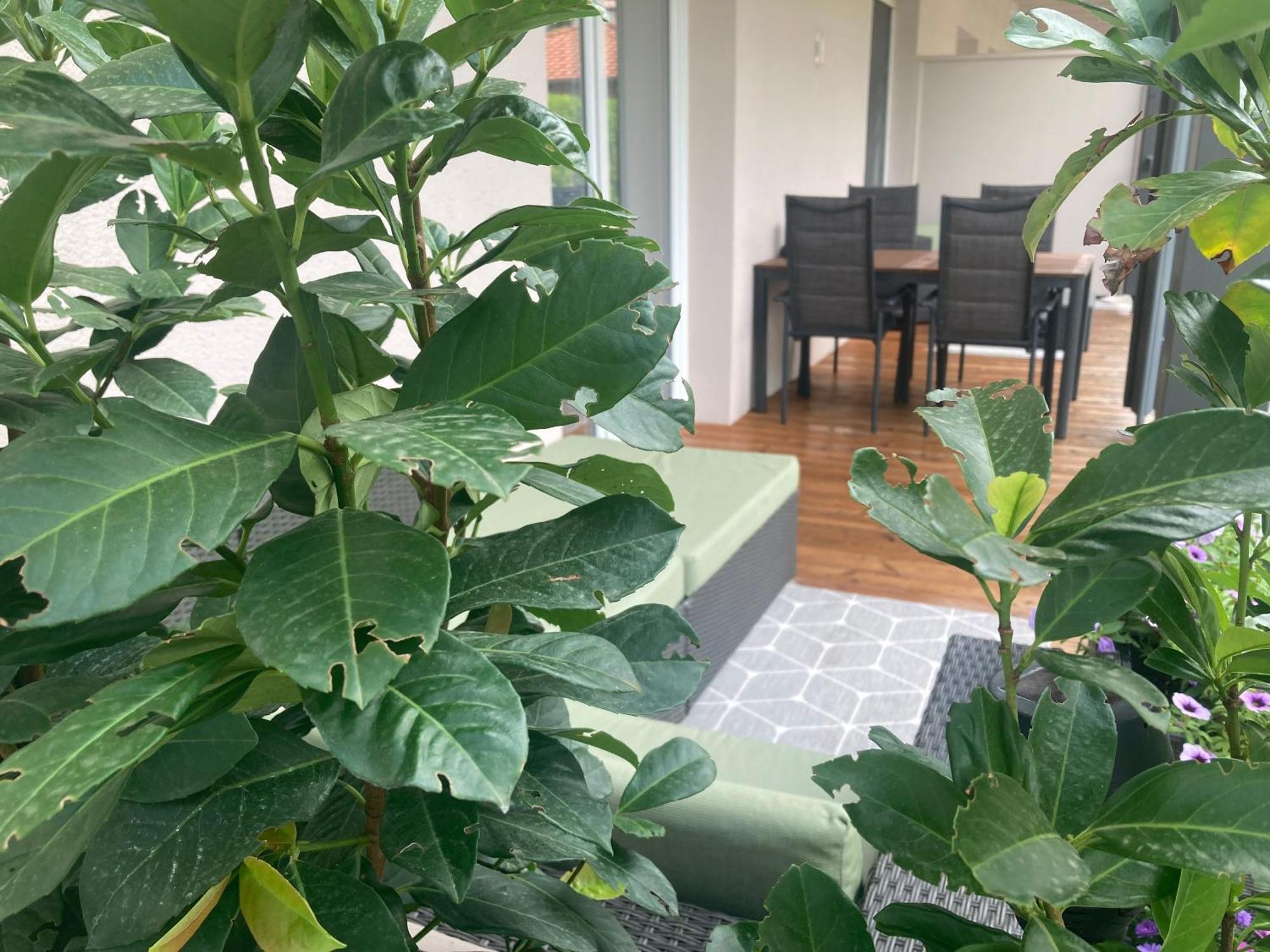Alpenluxus Presents Design Lodge - Terrace & Car Park 克拉姆萨赫 外观 照片